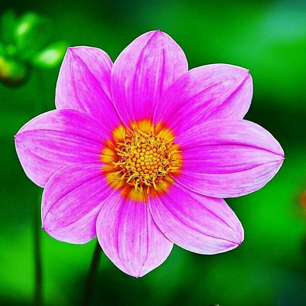 VOYAGE AU COEUR D'UNE FLEUR