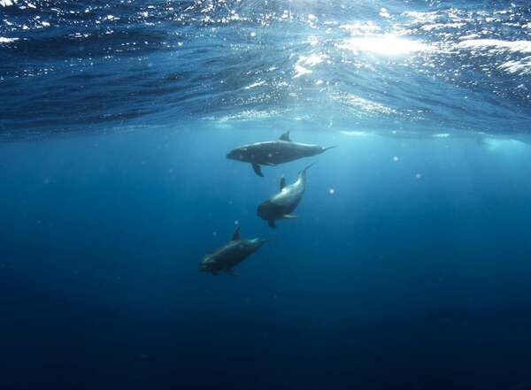 VOYAGE AU FOND DE L'OCÉAN