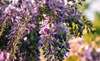 Grappes de glycine violettes symbolisant lalliance thérapeutique