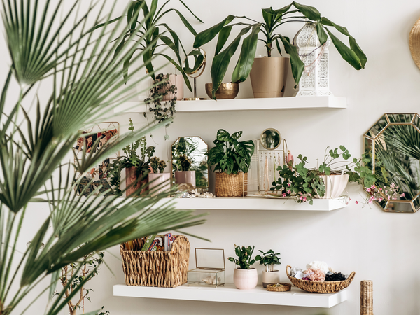 Plantes et Feng Shui