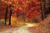 foret