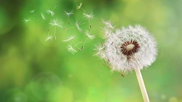 Allergies saisonnières : la naturopathie peut vous aider à en venir à bout !