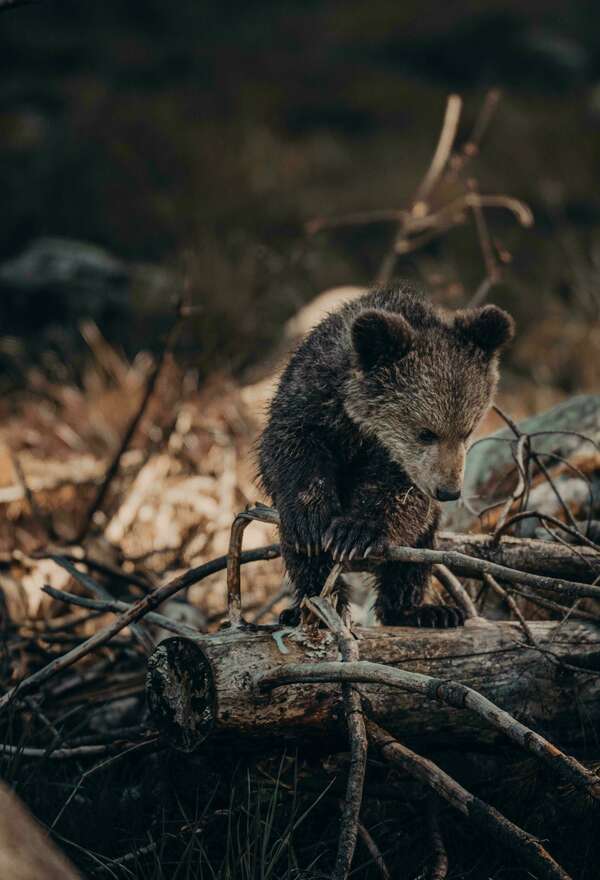 Les Ours des Cavernes de la Grotte de Bara Bahau : Un Trésor Préhistorique !