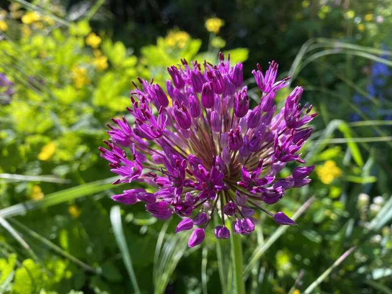 olivier_bio_energeticien_fleurs_1