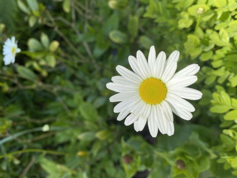 olivier_bio_energeticien_fleurs_2