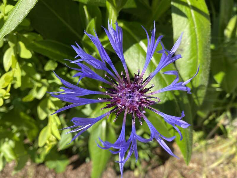 olivier_bio_energeticien_fleurs_3