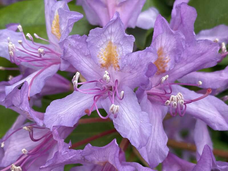 olivier_bio_energeticien_fleurs_43