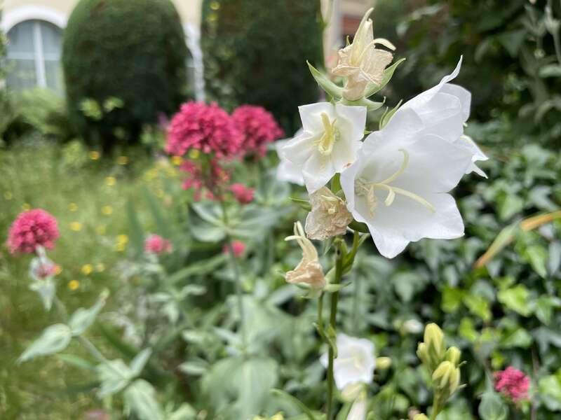 olivier_bio_energeticien_fleurs_46