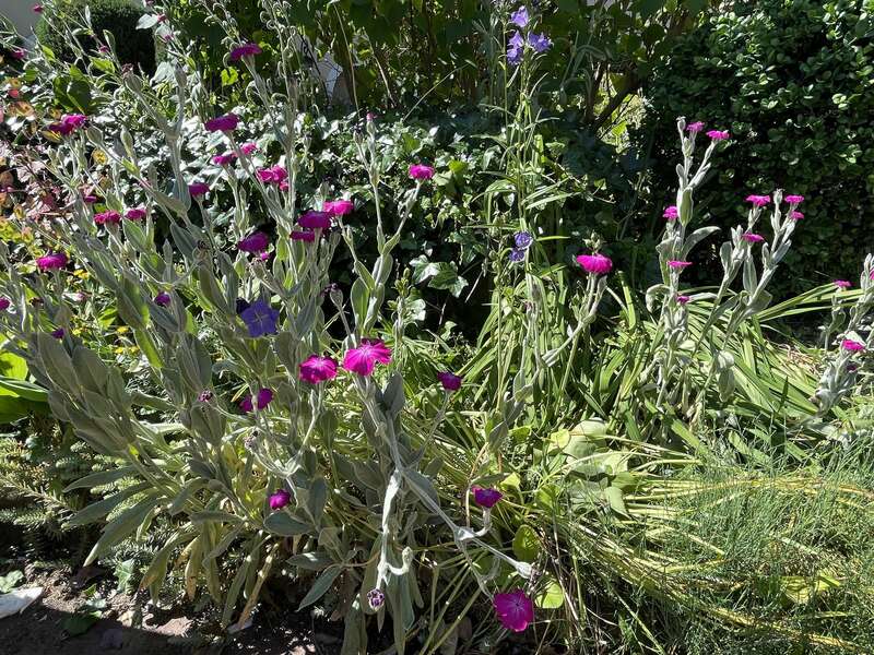 olivier_bio_energeticien_fleurs_51