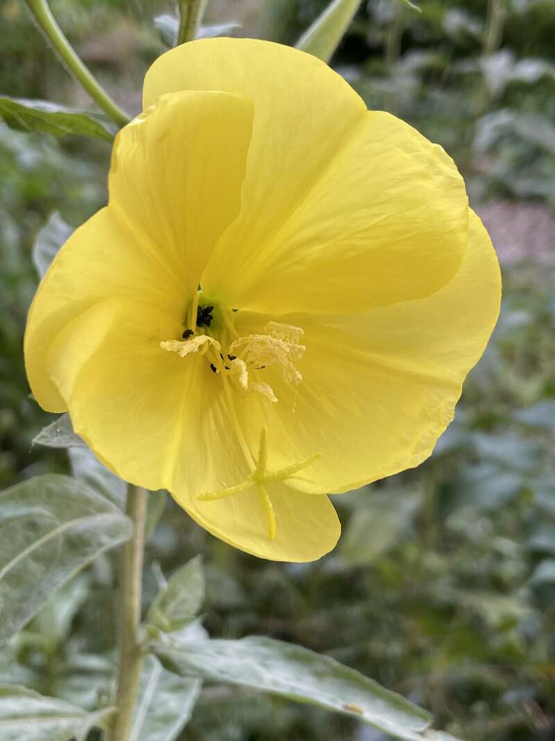 olivier_bio_energeticien_fleurs_55