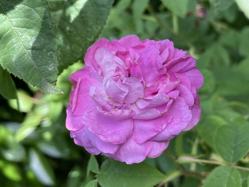 olivier_bio_energeticien_fleurs_56