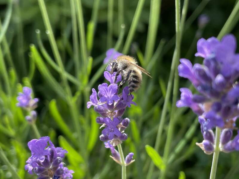 olivier_bio_energeticien_fleurs_60