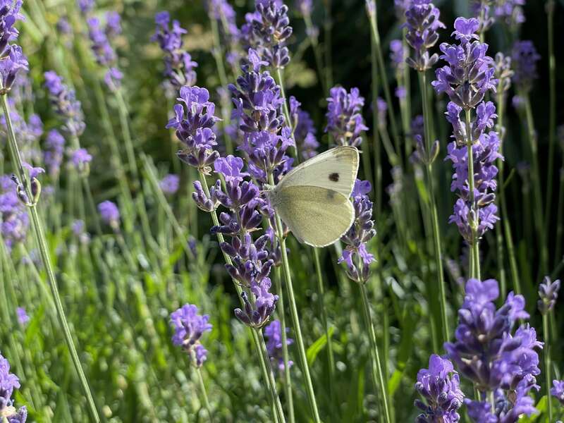 olivier_bio_energeticien_fleurs_61
