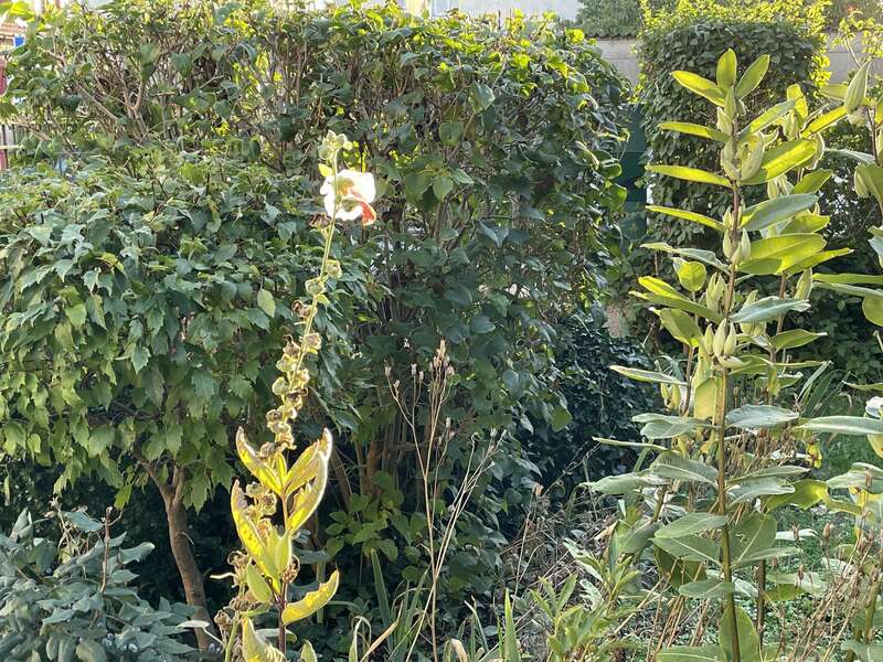 olivier_bio_energeticien_fleurs_74