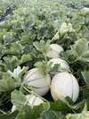 Melons de Vix  de la ferme