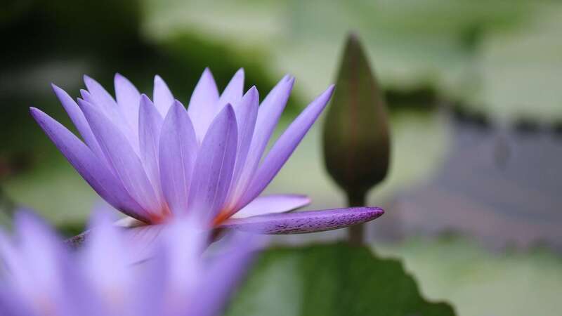 fleurs