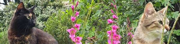 Communiquer de manière authentique est-possible? Partie 2/6