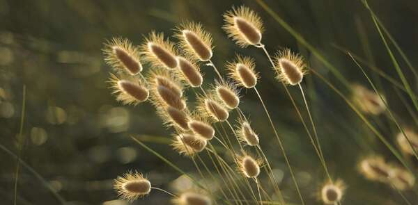 Questions et réponses sur l'engagement thérapeutique dans la thérapie interpersonnelle par C. Rogers