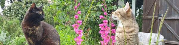 Communiquer de manière authentique est-il possible? Parties 4, 5 , 6 et fin.