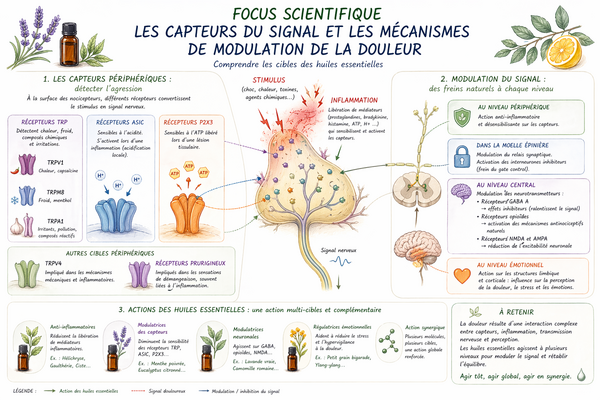 Focus Scientifique : Les capteurs du signal et les mécanismes de modulation de la douleur