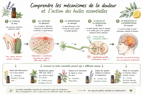Comprendre les mécanismes de la douleur et l’action des huiles essentielles