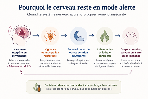 Le cerveau en mode alerte