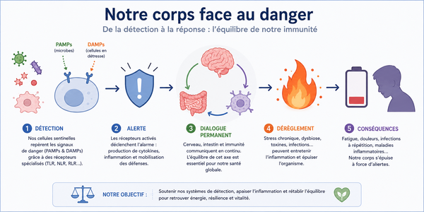 Comment notre corps détecte le danger : Les sentinelles invisibles de l’immunité