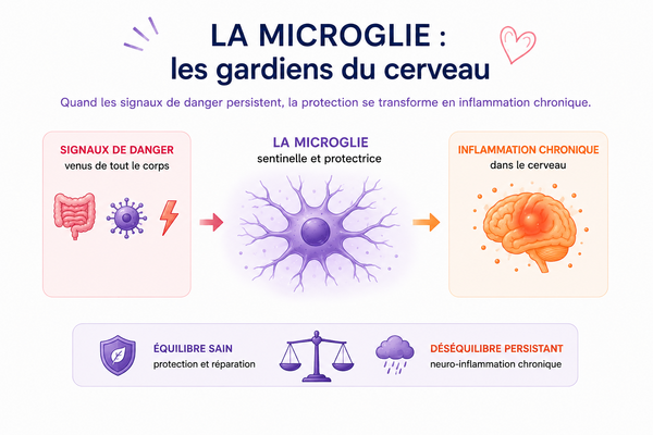 La microglie : Les gardiens immunitaires du cerveau au cœur de la neuro-inflammation