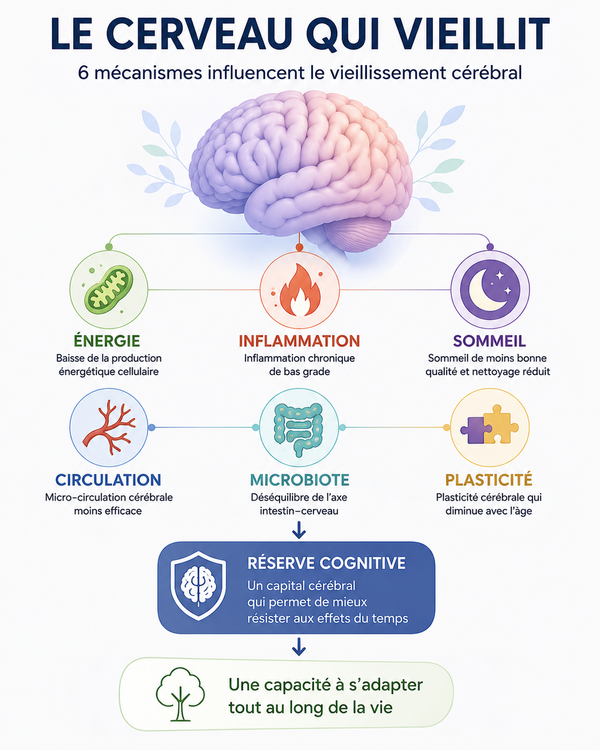 Le cerveau qui vieillit : comprendre les mécanismes du vieillissement cérébral