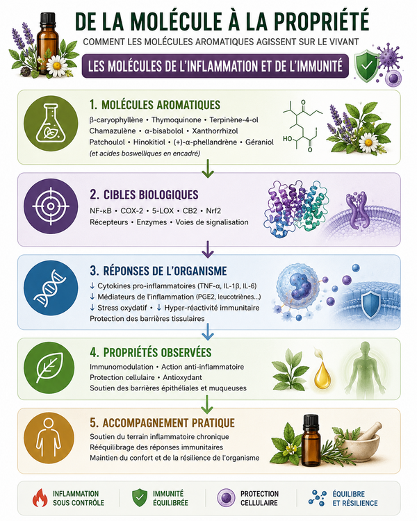 De la molécule à la propriété : les molécules de l'inflammation et de l'immunité