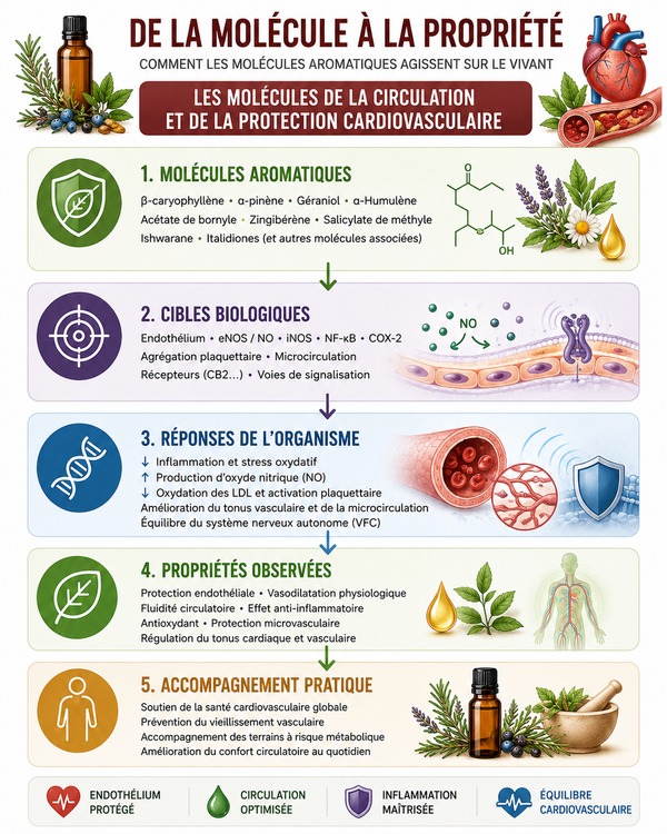 De la molécule à la propriété : les molécules de la circulation et de la protection cardiovasculaire