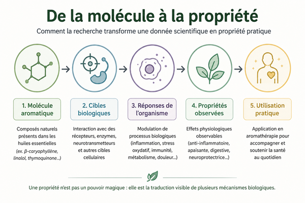 De la molécule à la propriété : comprendre l'action des huiles essentielles