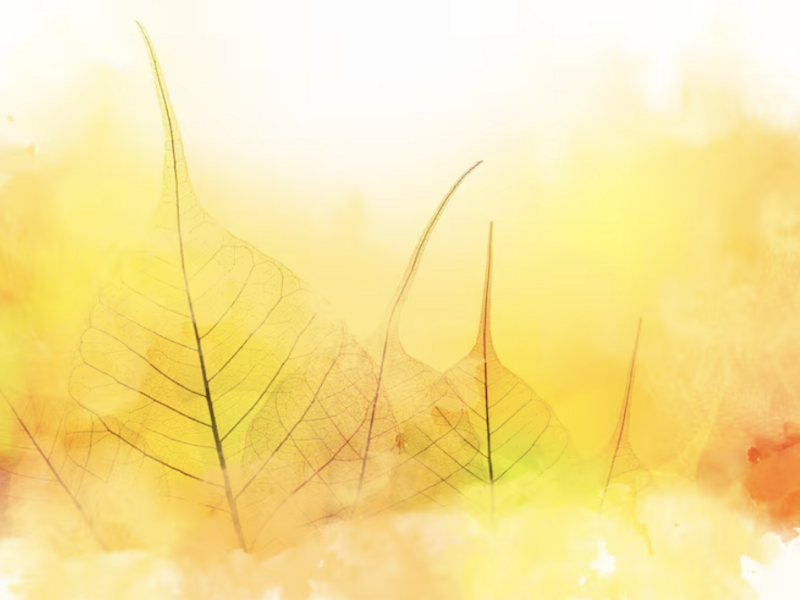 capture_d_ecran_2026-02-21_a_19-36-05