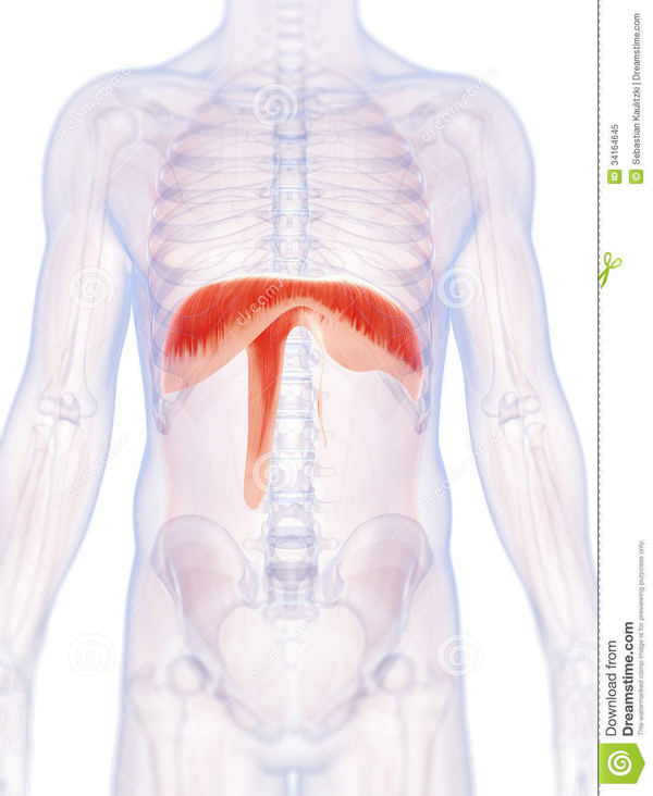 diaphragme rugby ostéopathe sport proosteo