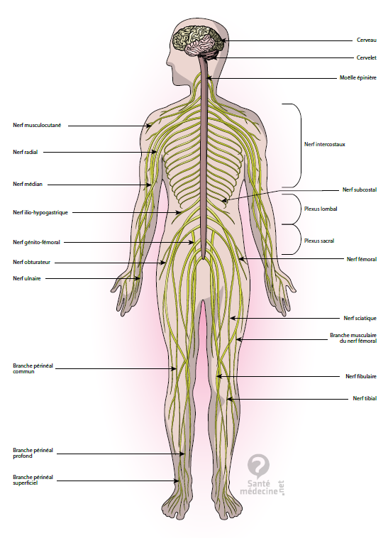 douleur neuropathique post traumatique ostéopahie recherche proostéo