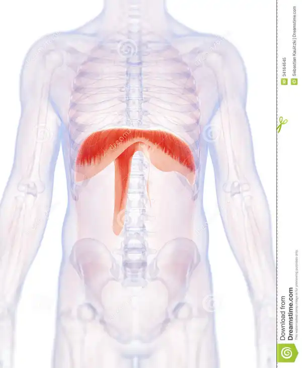 diaphragme rugby ostéopathe sport proosteo
