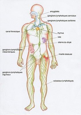 système lymphatique lymphe ostéopathie proostéo