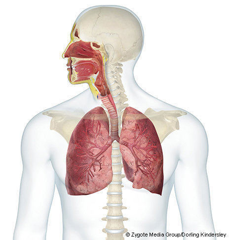systeme-respiratoire ostéopathie proostéo