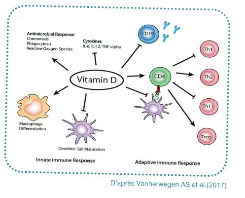 COV SARS 2: The immune system and vitamin D3 -FOLLOW-UP