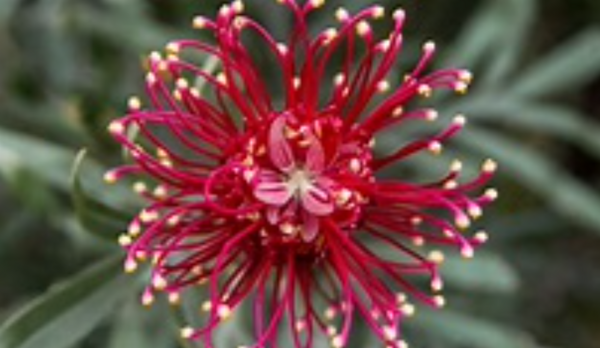 Les Elixirs floraux Australien du Bush