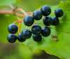 Piqûres d’insectes naturopathie