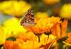un baume au Calendula