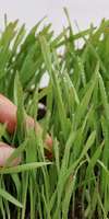 AM Jardin, Entretien d'espaces verts à Le Relecq-Kerhuon
