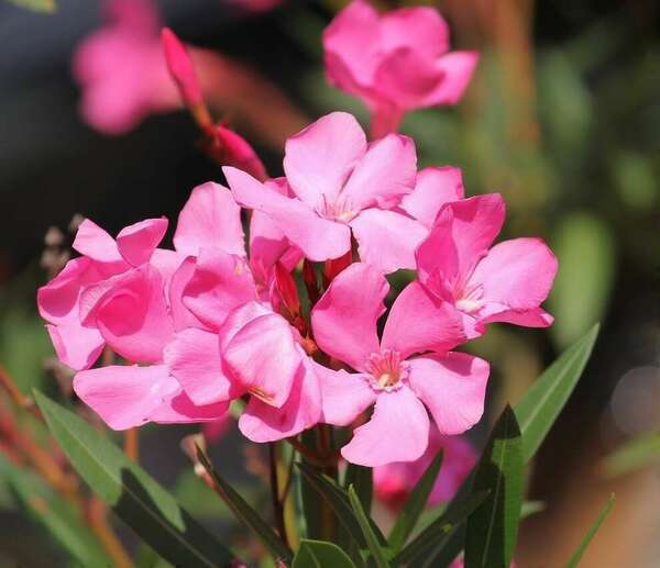 Vente de végétaux susceptibles de porter atteinte à la santé humaine : obligation d'information à partir du 1er juillet 2021