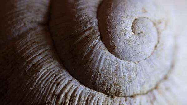 La Roue de l’Année Celtique : Vivre au rythme des saisons et des cycles sacrés