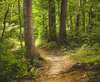 Image d’un chemin forestier baigné de lumière, illustrant l’idée d’un chemin intérieur qui se construit pas à pas, dans un cadre naturel et apaisant.