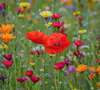 Prairie fleurie symbolisant la connaissance de soi et l'épanouissement personnel