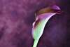 Arum violet et vert sur fond sombre