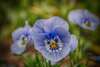 Pensée bleue en gros plan dans un jardin