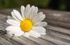 marguerite blanche posée sur une table en bois
